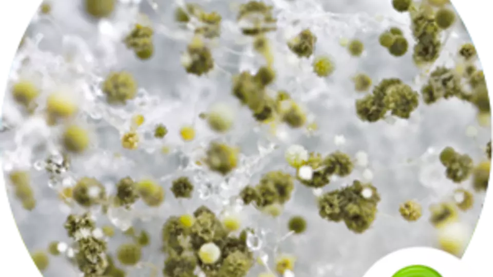 lana di vetro e allergia prurito sfregamento cancerogena